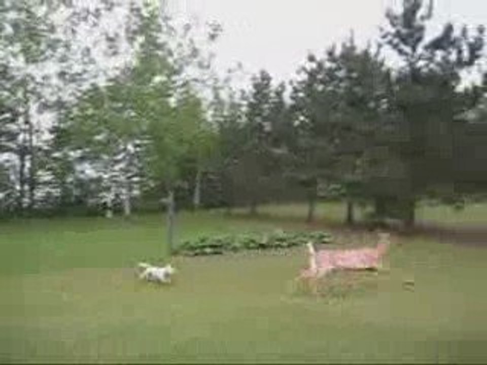 Chien joue avec cerf Dog and Deer Play