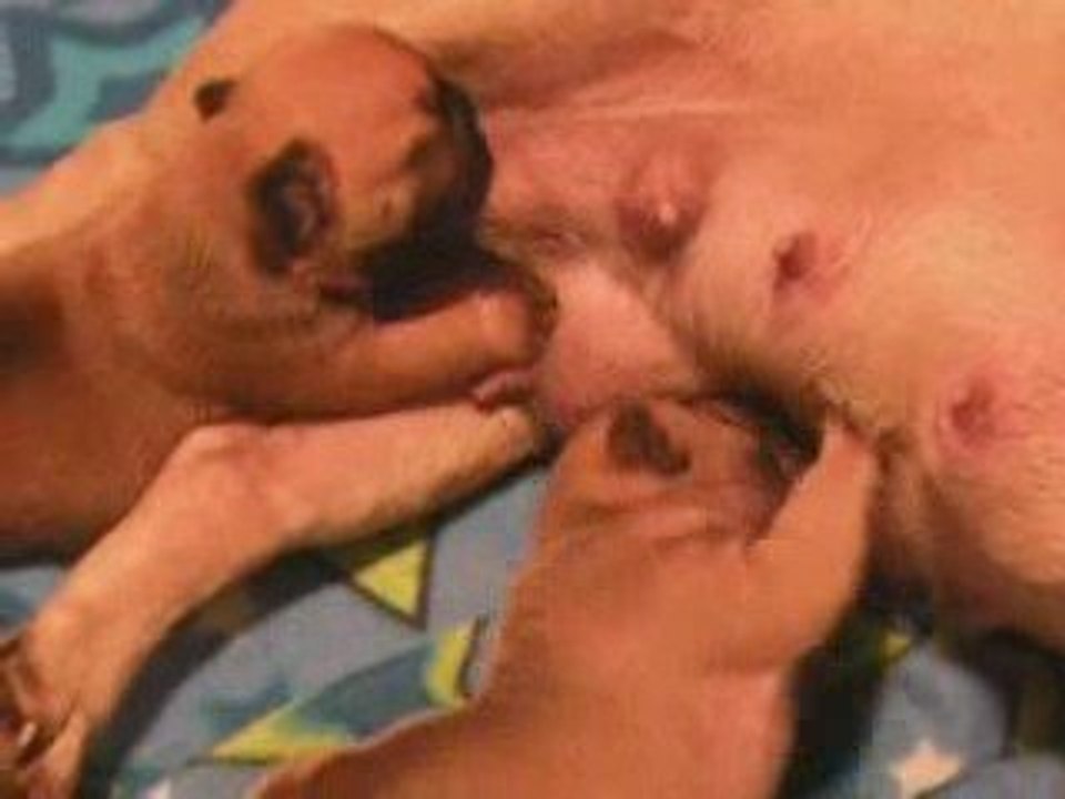 bb bouledogue de dalton family passion 2