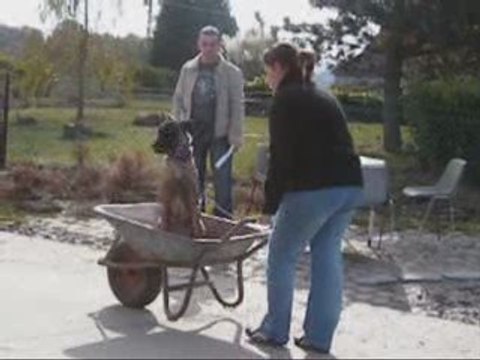 Concours canin Landelies 18/10/2009