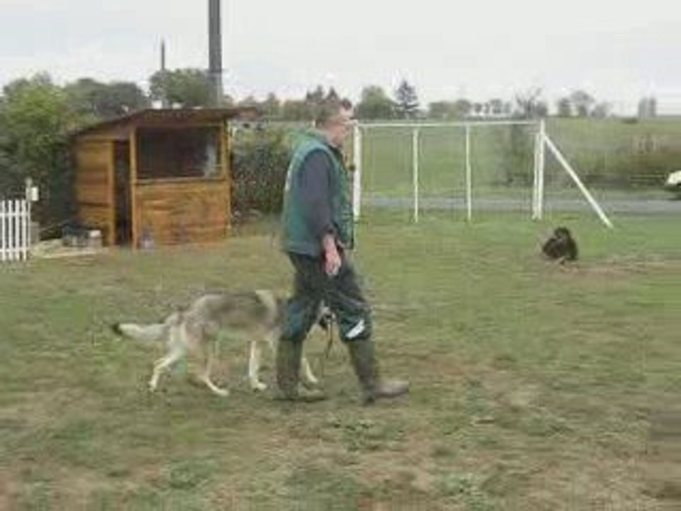 Loup Tchèque  A.G.E.C.