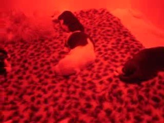 bébés à 7 jours