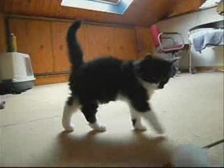 Les chatons ont 2 mois