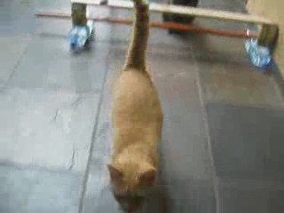 Saut d'obstacles de chats , roki et gribouille !