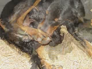 Naissances Bergers de Beauce