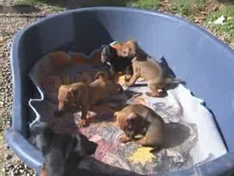 Les mini Babines Pinschers nains de Diva