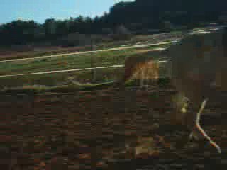 Antho et Pin up (presque une chute)