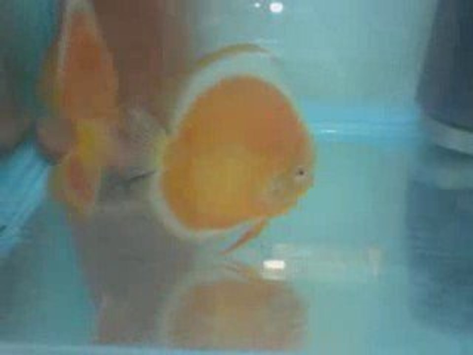 Albino Golden Millenium