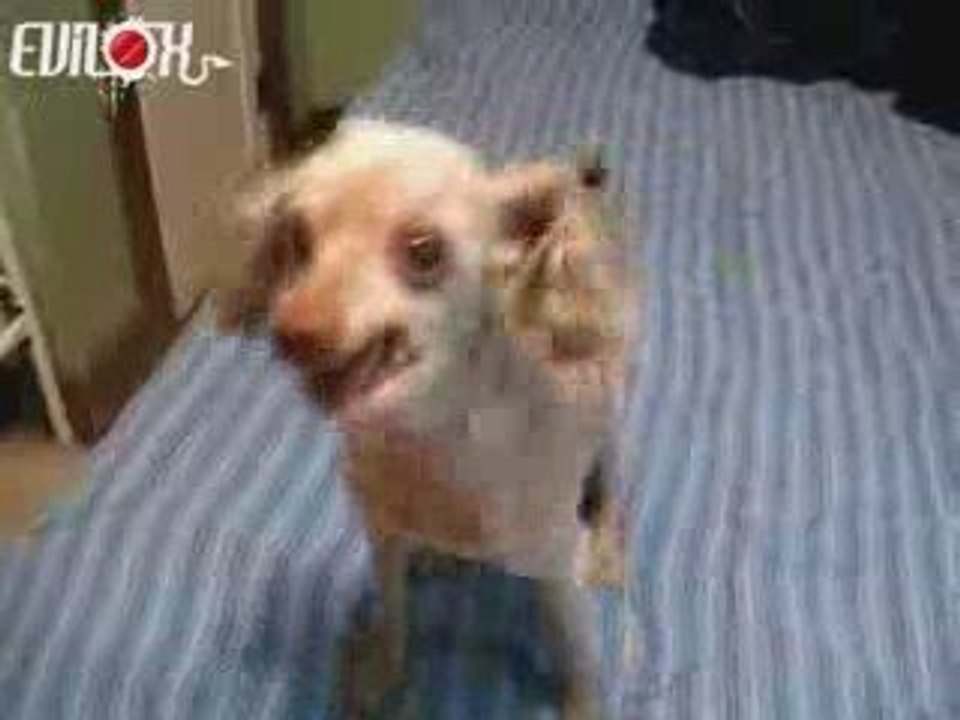 un chien qui parle