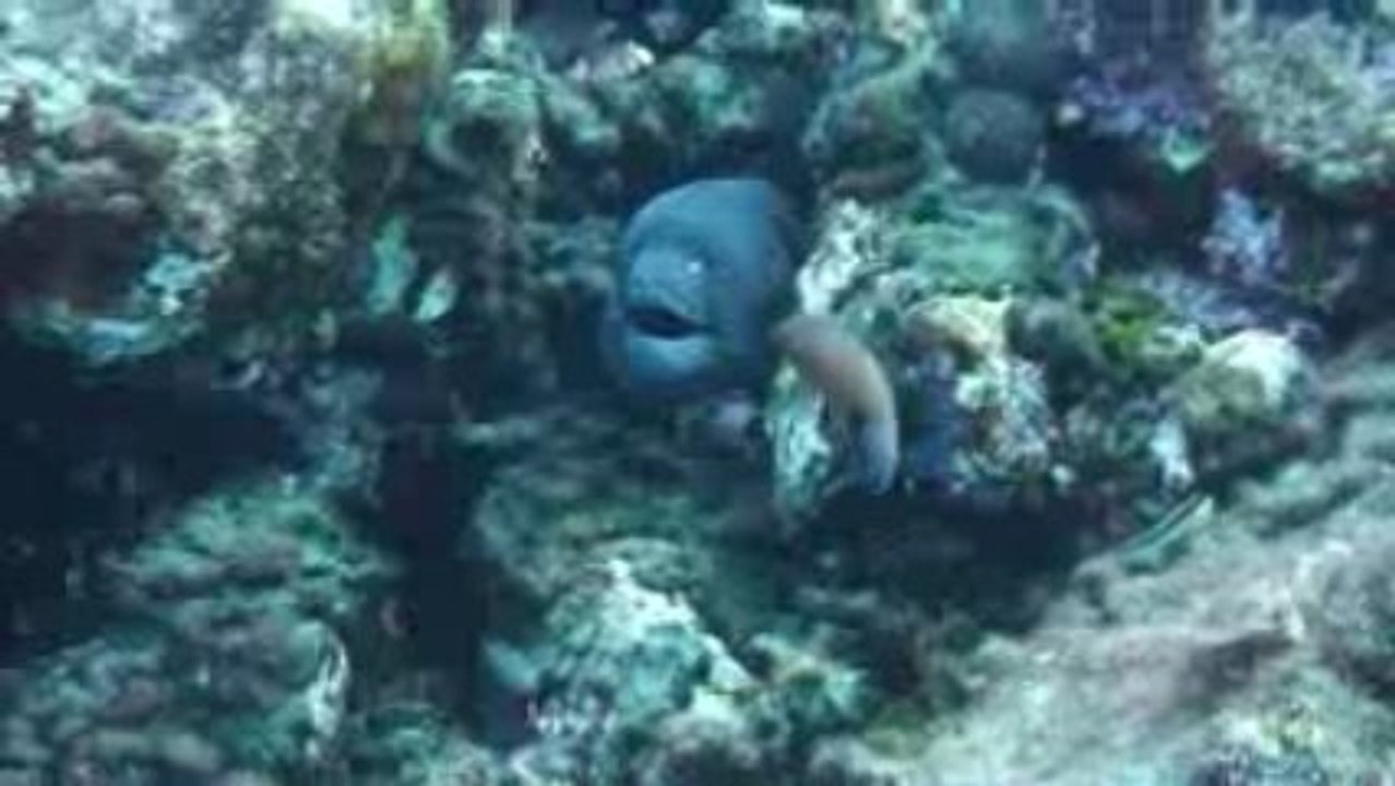 Muréne - site de plongée les 2 fréres