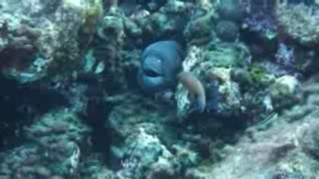 Muréne - site de plongée les 2 fréres