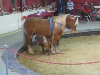 Vargas Show Maxi Mini