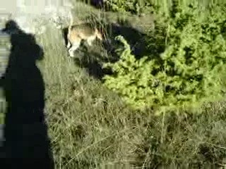 Chasse chasse Chasse bis