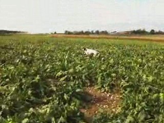 pointers à l'arrêt sur perdreaux