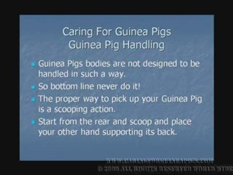 Caring For Guinea Pigs- Proper Handling