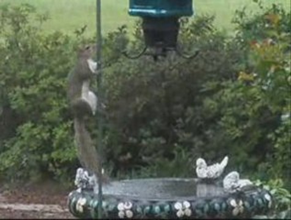 Cirque-du-Squirrel-ee and his squirrel antics!