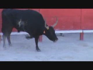 Trophée Lafont aux arênes de Nïmes 2