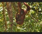 ORANGUTANS IN TANJUNG PUTING - BORNEO