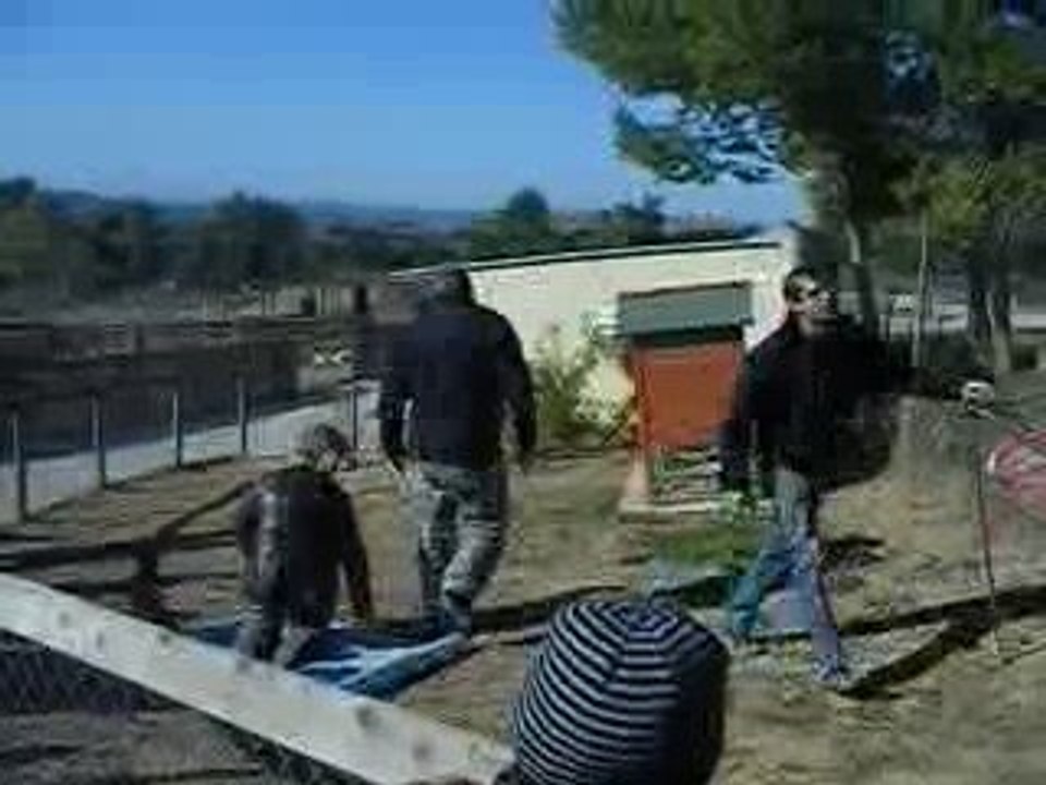 comment le male autruche courtise la femelle autruche ?