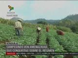 Campesinos hondureños resisten