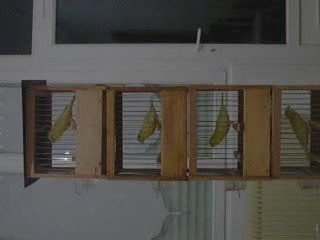 vidéos harz octobre 2009