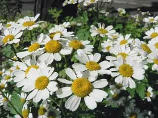 Sedat Uçan,derdimin dermanı,www.ilahi.cc