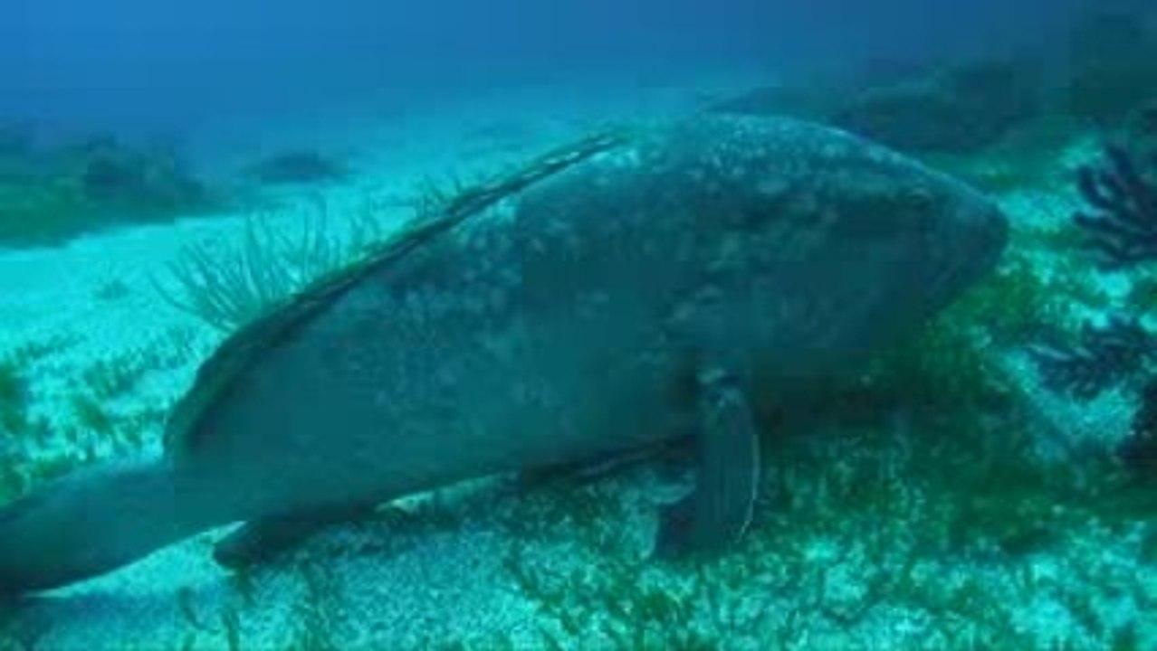 Parc national de Port-Cros > GEM 2008