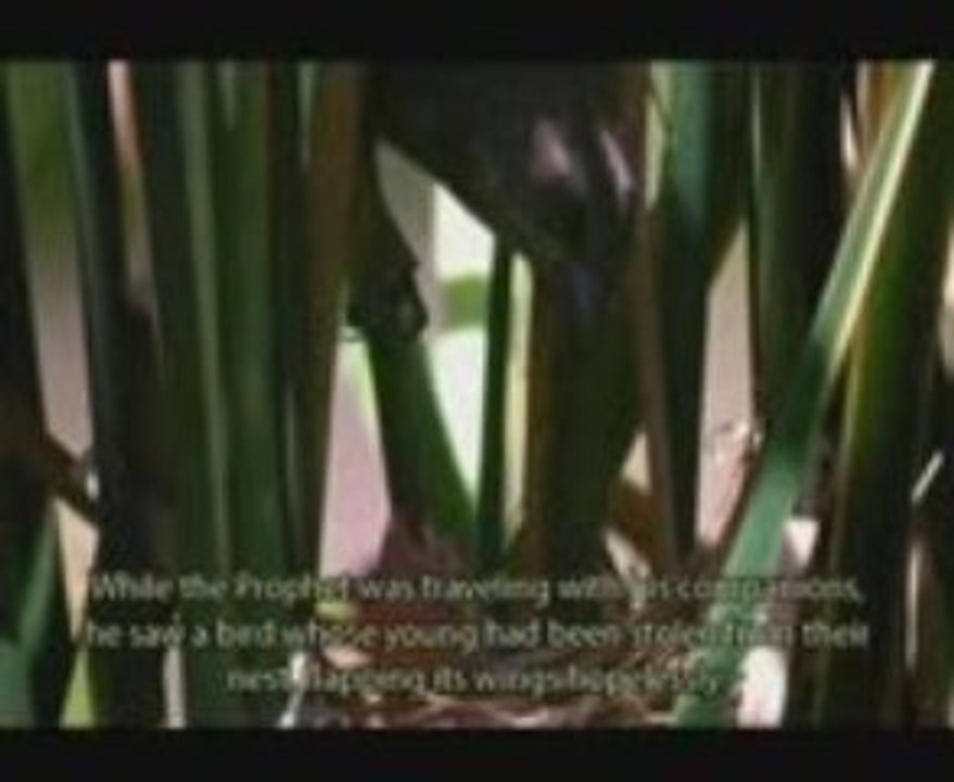 The Prophet Muhammad  Compassion 2