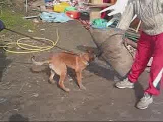 DEMON DU DRAGON ROUGE DE JUPITER 4 MOIS