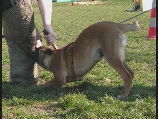 DEMON DU DRAGON ROUGE DE JUPITER A 4 MOIS 1/2