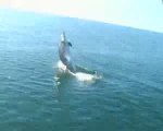 Delfini giocano a palla con meduse