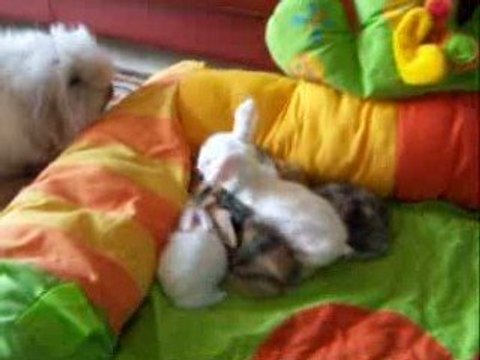 lapine bélier teddy angora et ses bébés