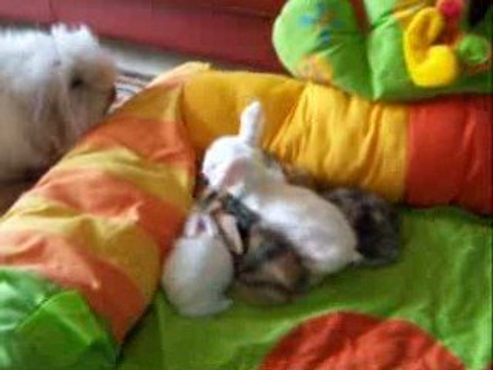 lapine bélier teddy angora et ses bébés