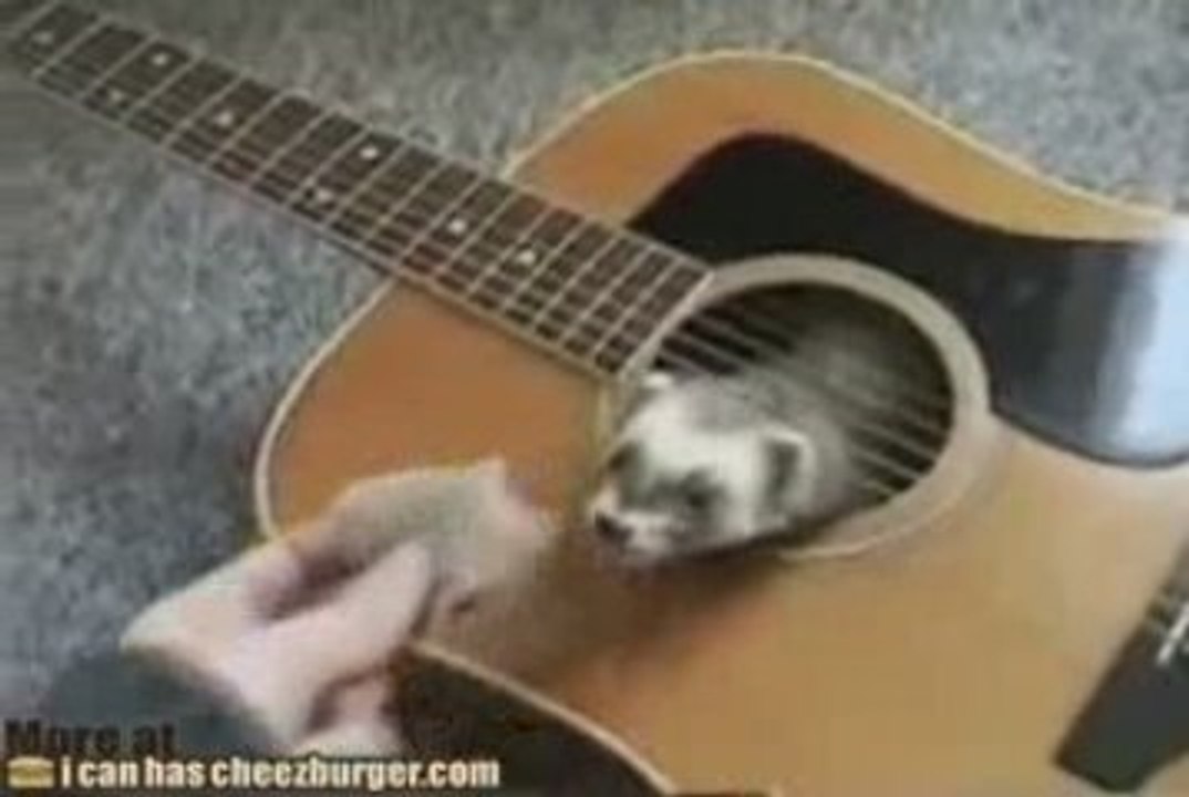 Ferret vs. Guitar