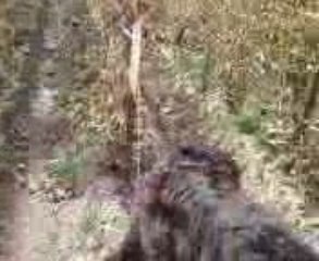 Doggy vignes ay