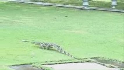 Big Lizard At Bang Pa Summer Palace