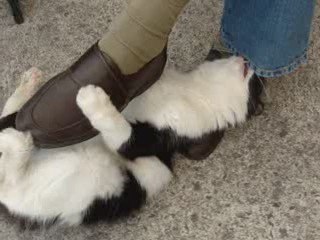 Les facéties de Chatounette