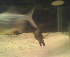 20/10/2009 American Aquarium(babies fish)