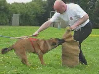 DAUPHINE DU DRAGON ROUGE DE JUPITER 6 mois