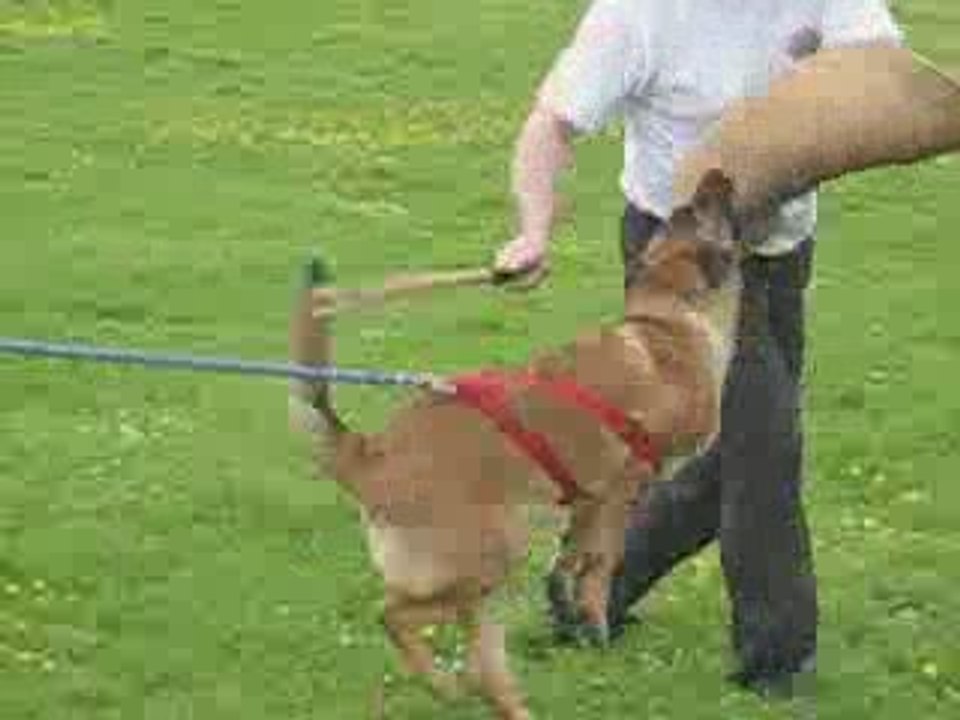 DAUPHINE DU DRAGON ROUGE JUPITER