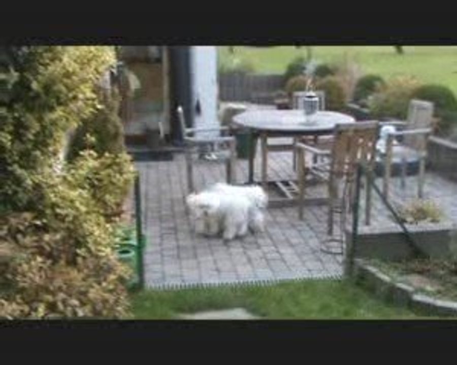 La famille 4 pattes au grand complet