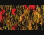 Sisu - Din toate florile din lume [ video ]