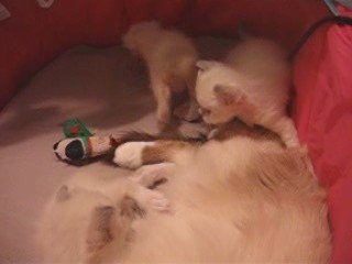 bébés Brume 20 10 2009 001