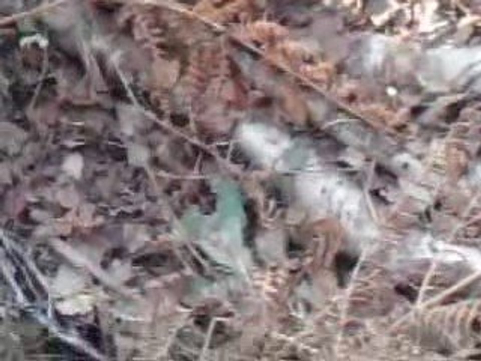 carousselle d ablon 2009