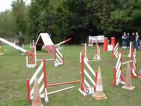Atlas et Fredo - Concours Agility Saulx les Chartreux