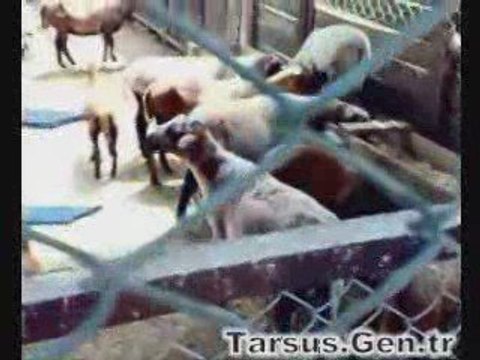 tarsus hayvanat bahçesi 3