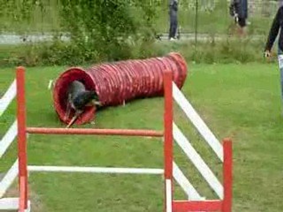 Cheep et Isabelle - Concours Agility Saulx les Chartreux
