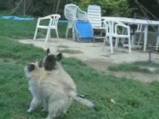 Edison, Endra et Elisa chiots de Bambou et Trust