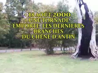 LE CHENE D'ANTIN FORÊT DE SENART 1985-2009