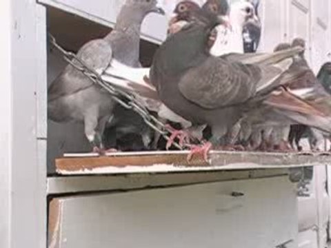 Pigeon Pals Daily Racing Club96 Daily Race Results