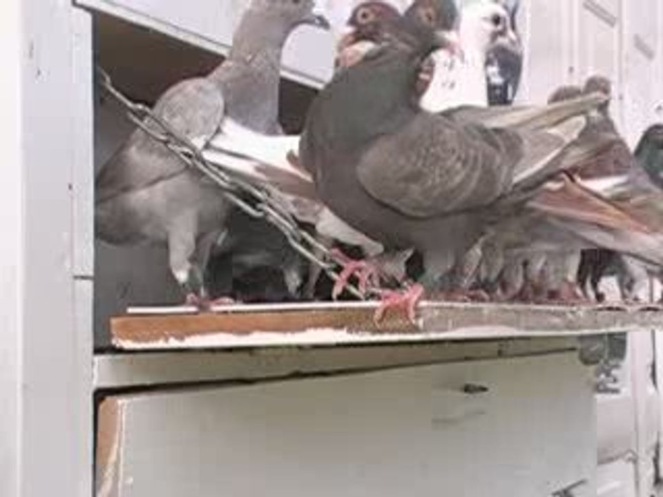 Pigeon Pals Daily Racing Club96 Daily Race Results